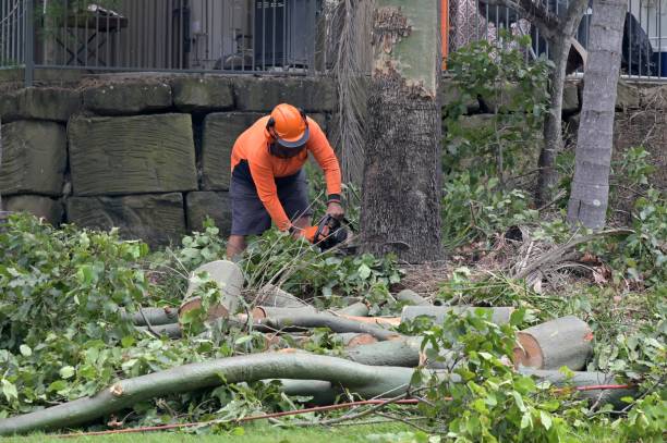 Best Tree Maintenance Programs  in Horicon, WI